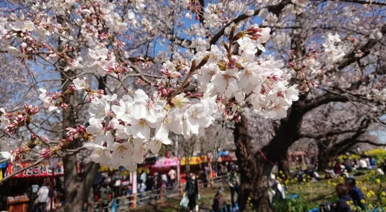 お花見日和に親子リンクコーデしてみたら最高だった話